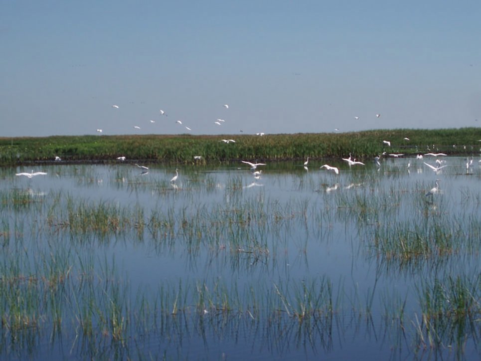 Wading birds on Lake Okeechobee.